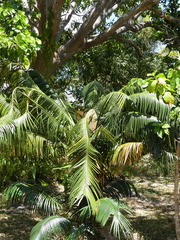 Cycas seemannii