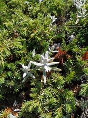 Cerastium biebersteinii