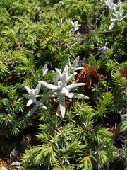 Cerastium biebersteinii