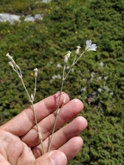Cerastium biebersteinii