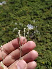 Cerastium biebersteinii
