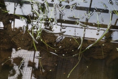 Serrognathus titanus platymelus