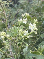Clausena anisata
