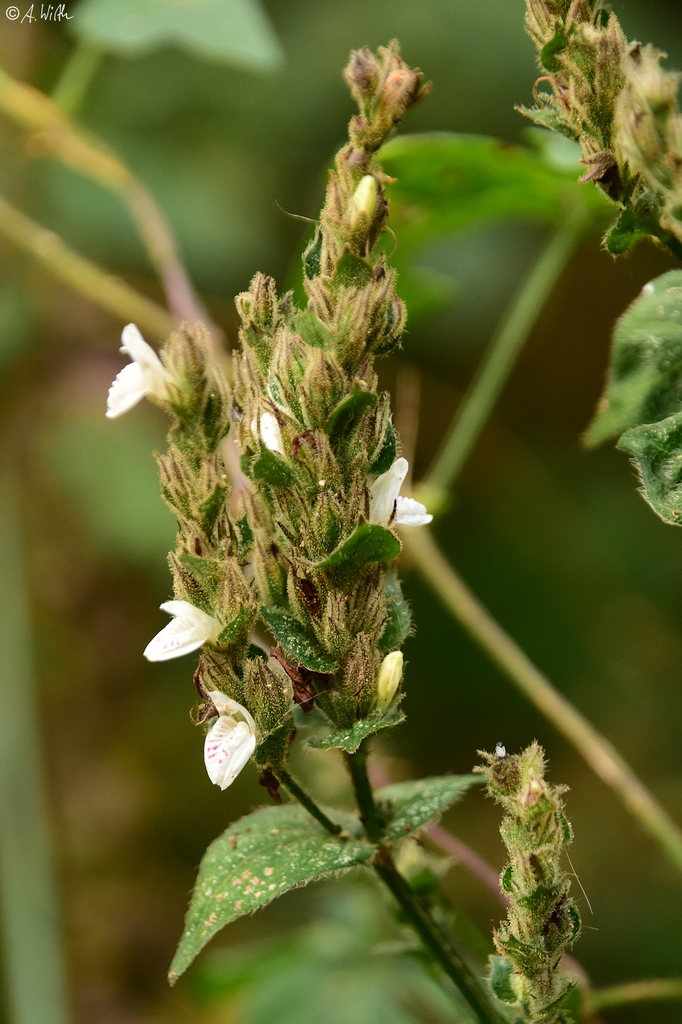 Isoglossa