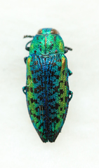 Lamprodila rutilans