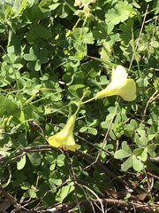 Oxalis pes-caprae