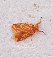 Barsine striata