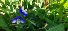 Veronica syriaca