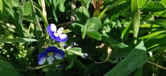 Veronica syriaca