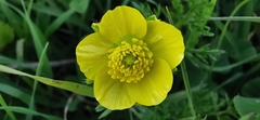 Ranunculus millefolius