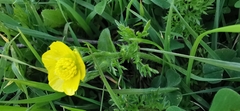 Ranunculus millefolius