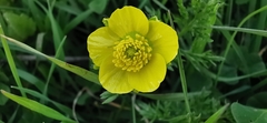 Ranunculus millefolius