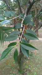 Vaccinium randaiense