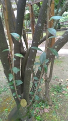 Vaccinium randaiense