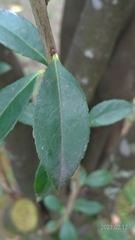 Vaccinium randaiense