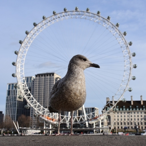Foto de European Herring Gull