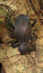 Tefflus meyerlei delegorguei