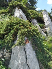 Juniperus communis hemisphaerica