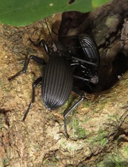 Tefflus meyerlei delegorguei