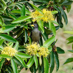 Acridotheres javanicus