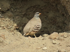 Ammoperdix griseogularis