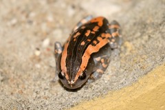 Phrynomantis bifasciatus