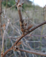 Pterothrixidia rufella