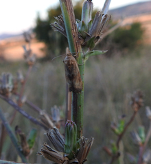 Pterothrixidia rufella