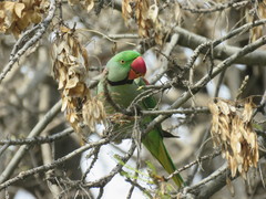 Psittacula eupatria