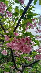 Prunus × lannesiana
