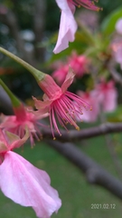 Prunus × lannesiana