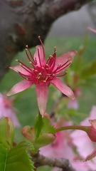 Prunus × lannesiana