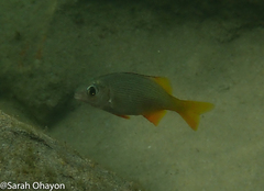 Sparodon durbanensis