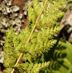 Anemia vestita