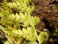 Anemia vestita