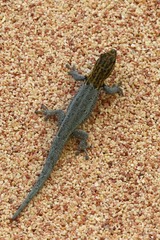 Lygodactylus picturatus