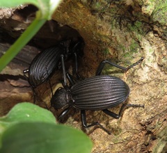 Tefflus meyerlei delegorguei