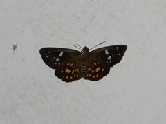 Celaenorrhinus maculosa