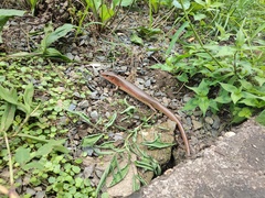 Plestiodon chinensis