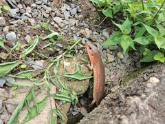 Plestiodon chinensis