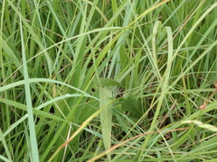 Tritonia disticha