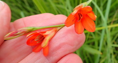 Tritonia disticha