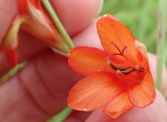 Tritonia disticha