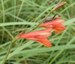 Tritonia disticha