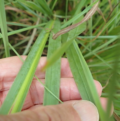 Tritonia disticha
