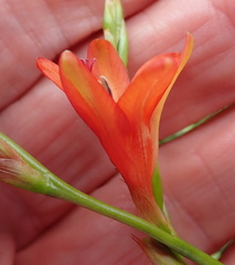 Tritonia disticha