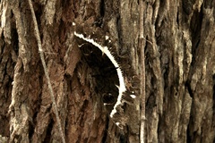 Erebus terminitincta