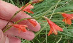 Tritonia disticha