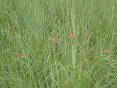 Tritonia disticha