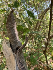 Trimorphodon biscutatus